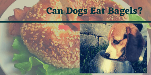 can dogs eat bagels?