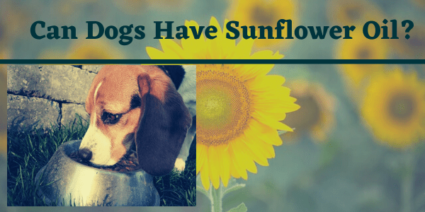 Can Dogs Have Sunflower Oil?