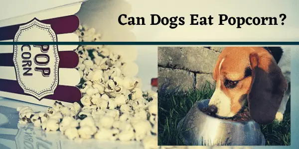 Can Dogs Eat Popcorn? Read Before You Feed