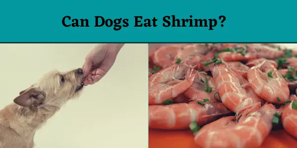 Can Dogs Eat Shrimp? Read Before You Feed