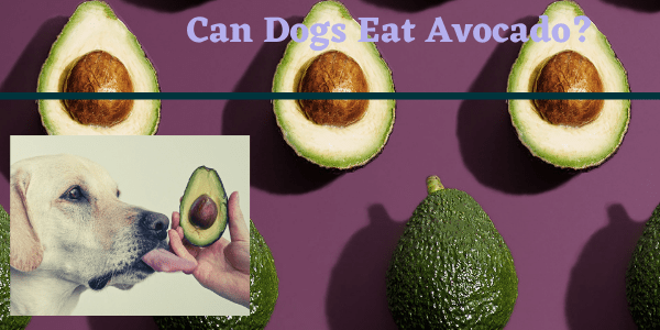 Can Dogs Eat Avocado? Read Before You Feed