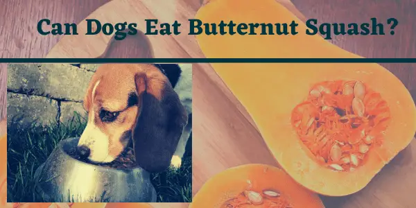 Can Dogs Eat Butternut Squash? Read Before You Feed