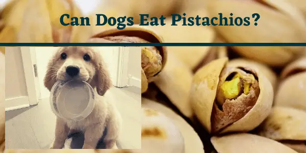 Can Dogs eat Pistachios?