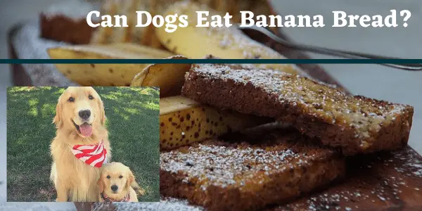 can dogs eat banana bread?