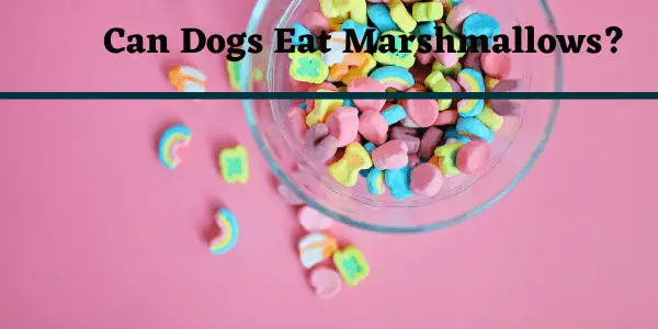 Can Dogs Eat Marshmallows?