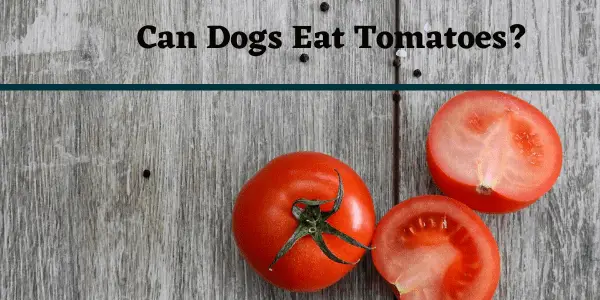 Can Dogs Eat Tomatoes? Complete Guide 2021
