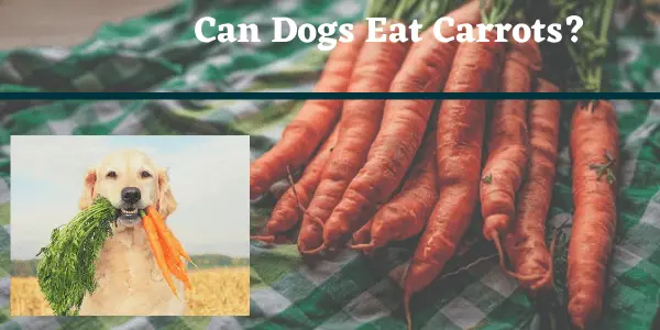 Can Dogs Eat carrots?