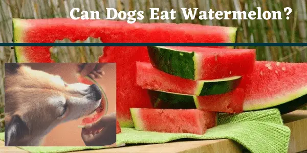 Can Dogs Eat Watermelon? Read Before You Feed