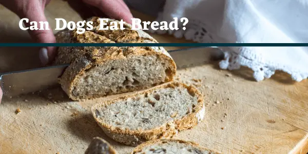 Can Dogs Eat Bread? Complete Guide (2021)