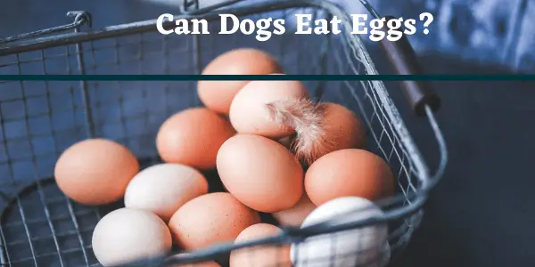 Can Dogs Eat eggs?