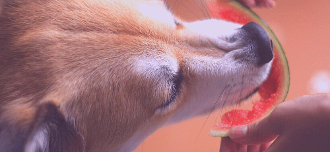 a dog eating watermelon