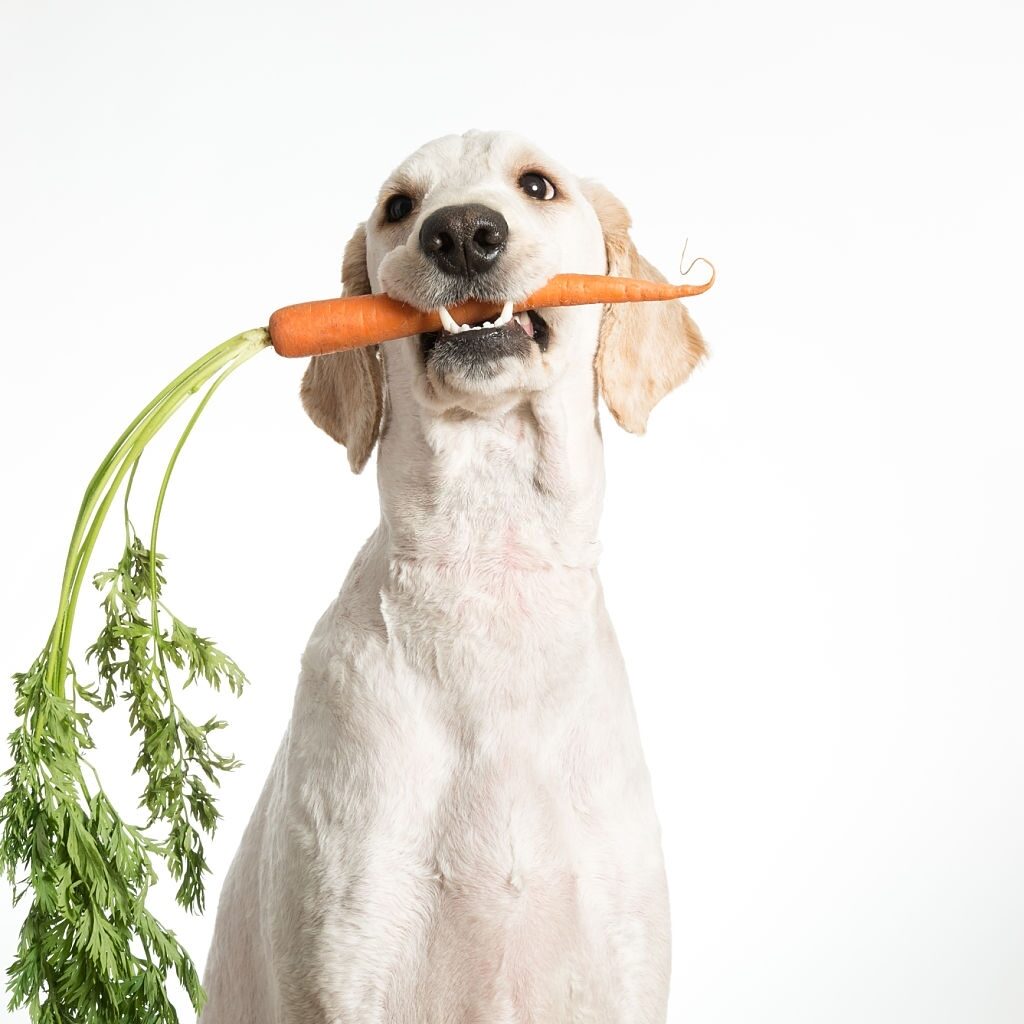 dogs eat carrot