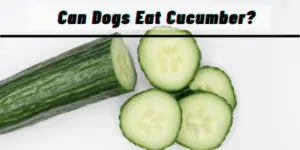 Can Dogs Eat Cucumber? Benefits of Cucumber for Dogs
