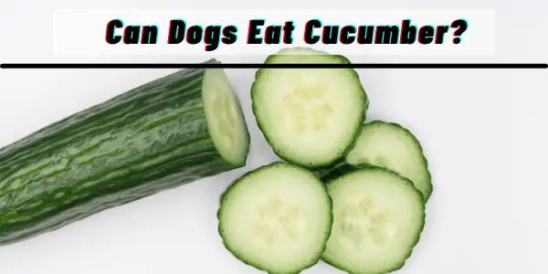 Can Dogs Eat cucumber?