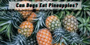 Can Dogs Eat Pineapples? Here's What You Should Know.