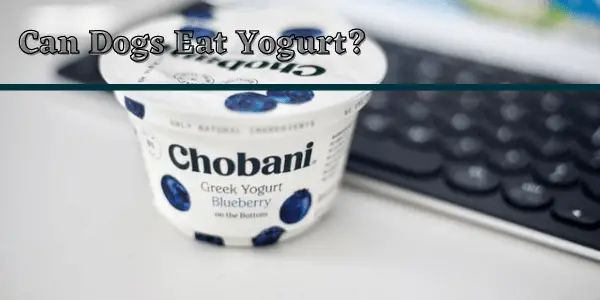 Can Dogs Eat yogurt?