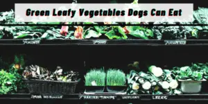 Green Leafy Vegetables Dogs Can Eat(2021)
