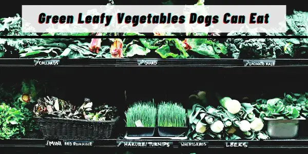 what leafy greens are good for dogs