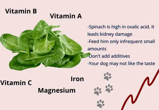 can dogs eat Spinach? Green Leafy Vegetables Dogs Can Eat