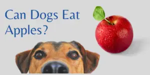 Know the Truth. Can Dogs Eat Apples?