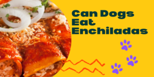 Common Myths About Can Dogs Eat Enchiladas(2021)