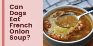 Can Dogs Eat French Onion Soup?