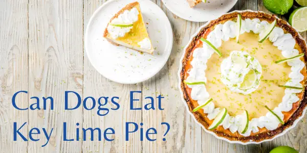 Can Dogs Eat Key Lime Pie?