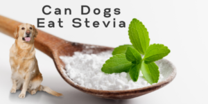 Can Dogs Have Stevia Without a Problem?