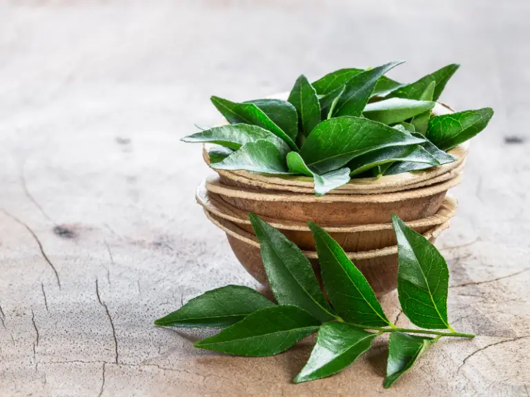 Can Dogs Eat Curry Leaves? | Read before Feeding Your Doggie