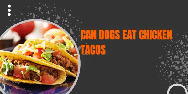 can dogs eat Chicken Tacos
