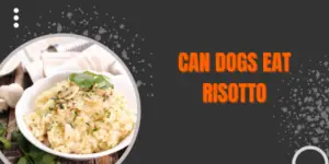 Risotto and Rover Can Dogs Safely Enjoy this Italian Delight