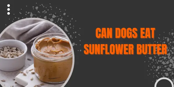 can dogs eat Sunflower Butter