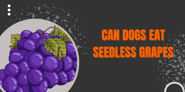 can dogs eat seedless grapes